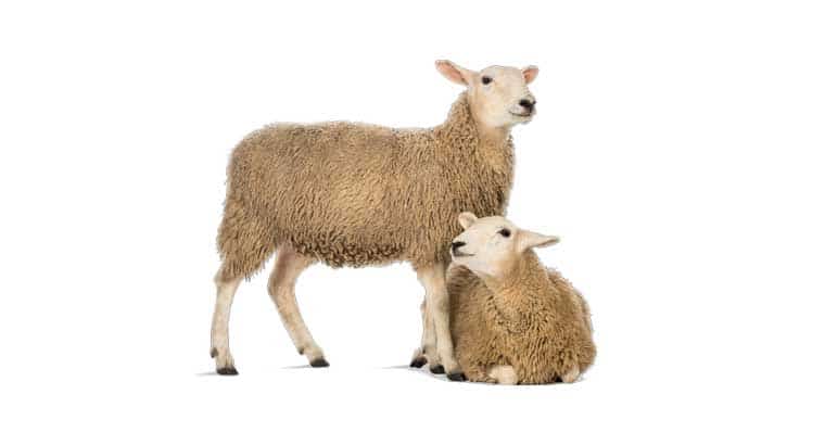 فروش گوسفند زنده در تهران