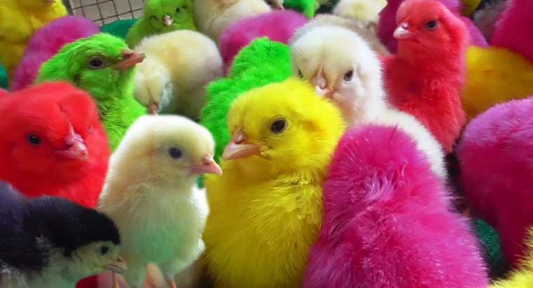 فروش و پخش اردک و جوجه رنگی در مازندران