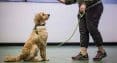 آموزش سگ و مربی سگ در بندرعباس
